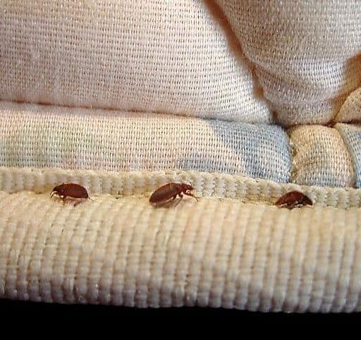 Scopri di più sull'articolo Le cimici dei letti sono tornate: come disinfestarle?
