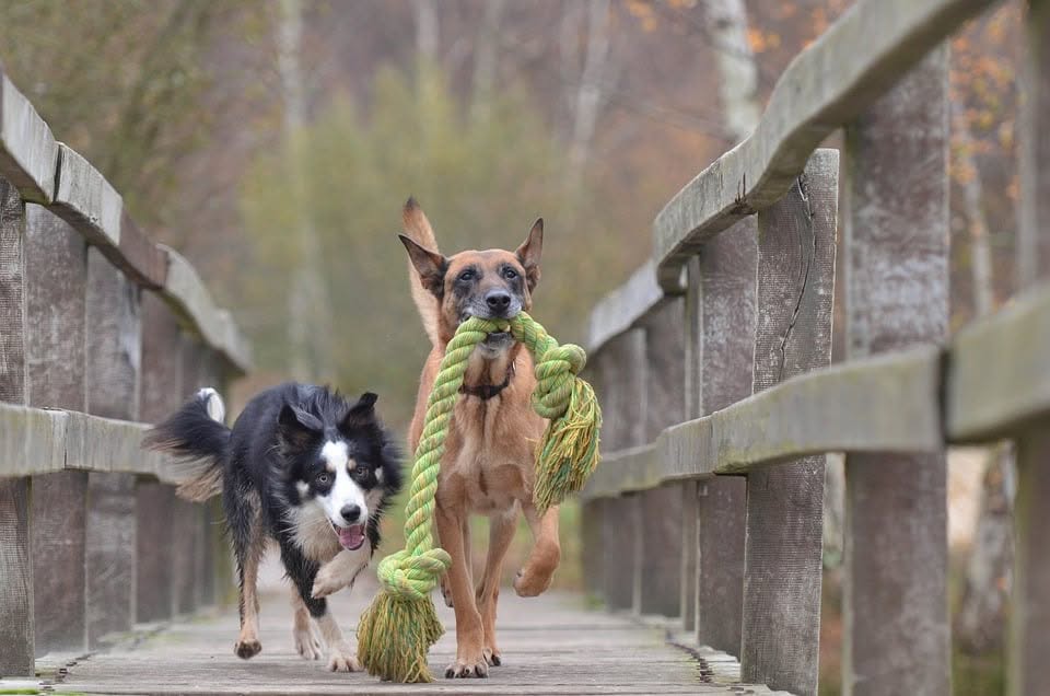 Scopri di più sull'articolo Giochi per cani: quali utilizzare?