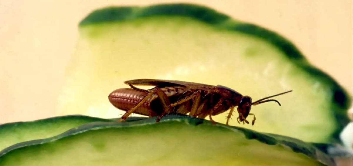 Scopri di più sull'articolo Rimedi naturali contro le blatte